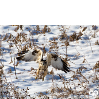 گونه سارگپه پرپا Rough-legged Buzzard